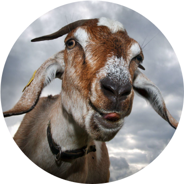 Cheerful goat